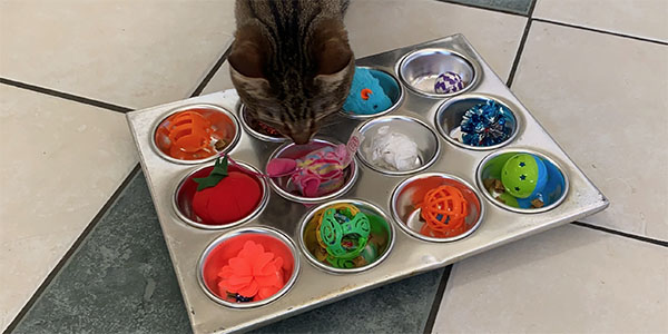 cat enrichment ideas diy